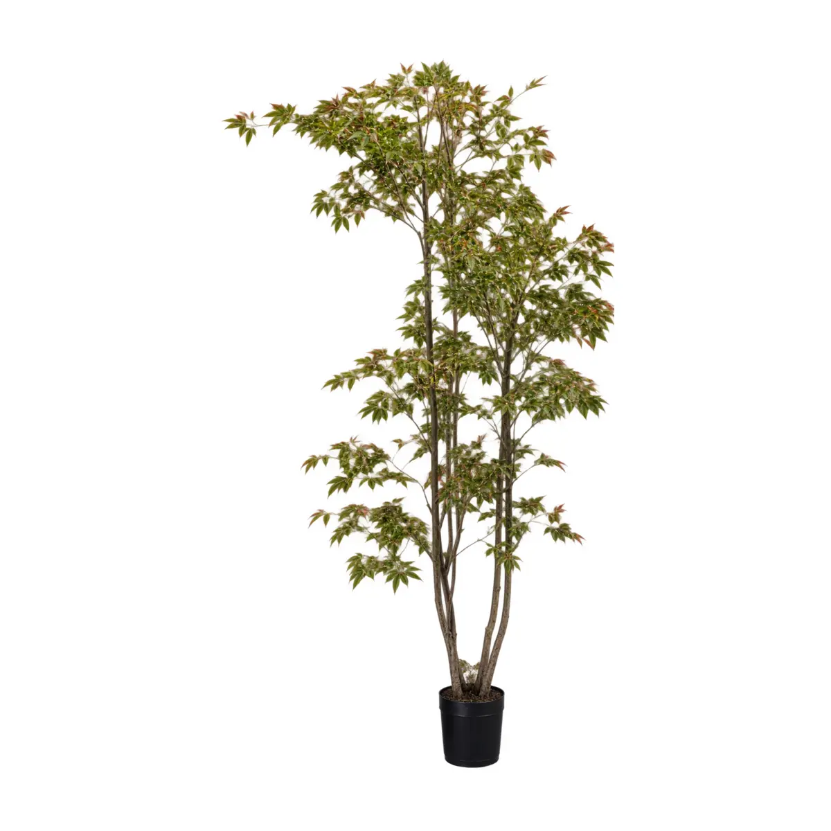 Plantas y decoración